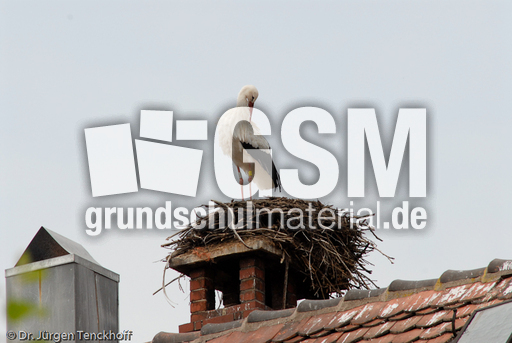 Weißstorch (20 von 20).jpg